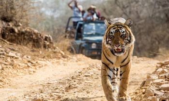 Tiger Trails Of Madhya Pradesh Tour