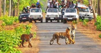 Tiger Trail - Wild Heart Of India Tour