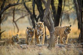 Golden Triangle With Ranthambore 7N - 8D