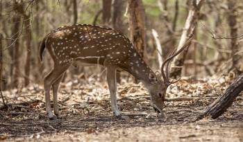 6 Night - 7 Days Wildlife Tour