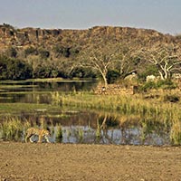 Gir national park