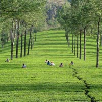 Green Paradise of Kerala Tour