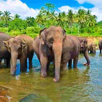 Wild Life in Sri Lanka 5D/4N Package