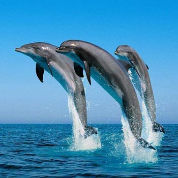 Frolic with Dolphins and Whales 5N/6D Tour