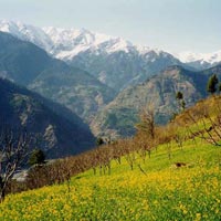 Splendour Of Himachal Tour