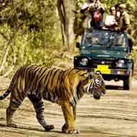 SARISKA WILDLIFE AT RAJASTHAN