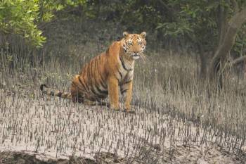 03 Days Sundarban Package