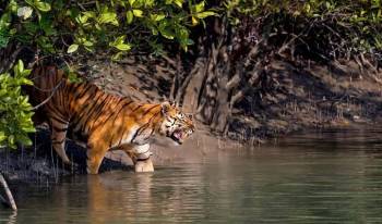 03 Days Sundarban Resort Package