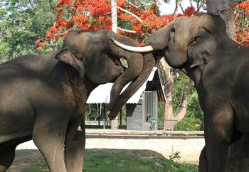03 Days Coorg Tour