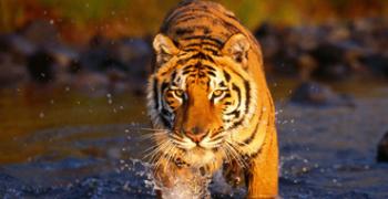 Sundarban Safary Tour Package – Provasin Holidays