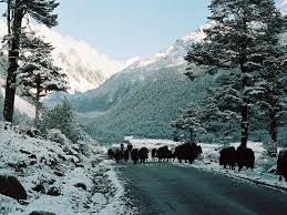 Delight Gangtok & Pelling Tour