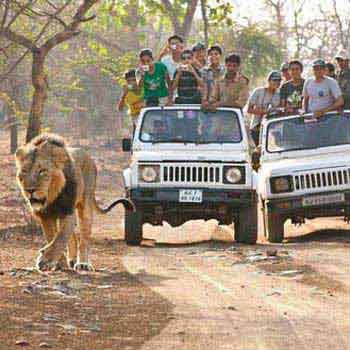 Gir Forest and Somnath Tour