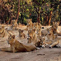 Wildlife & Beach Tour