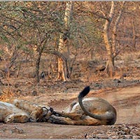 Wildlife & Beach Tour