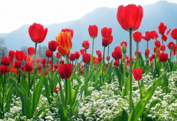 Kashmir Short Trip