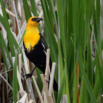 Bird Watching in Bhutan Tour