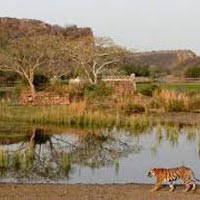 Fort & Forest (Jaipur 2N - Ranthambore 2N) Tour