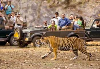 Chitwan Tour Packages