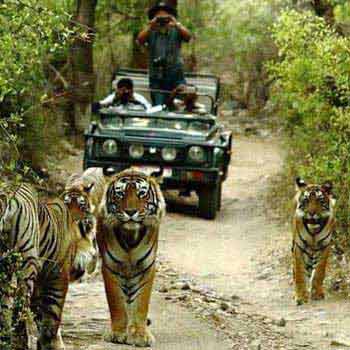 Adventure India - Wildlife Escapades