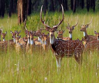 Luxury Breaks - Ranthambore