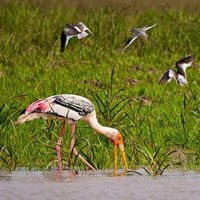 Bird Watching Tour Of Odisha Tour