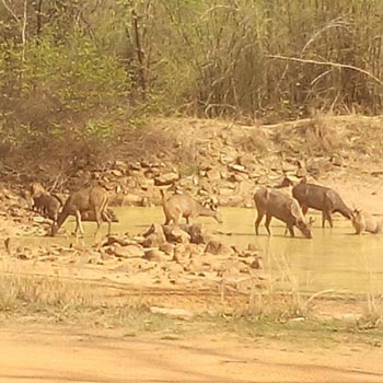 Wildlife Adventure Tour In Odisha (Orissa)