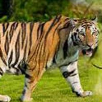 Delhi-Corbett National Park Weekend Tour