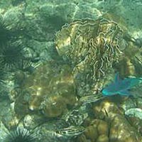 Stay = 4 Nights (Port Blair), 1 Night (Havelock) Tour