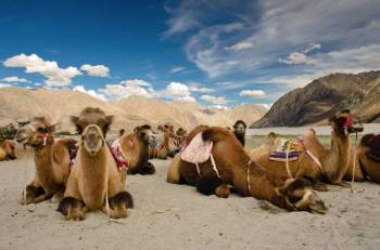 Wonder Ladakh Package