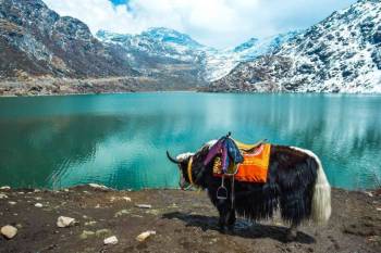 Sikkim Darjeeling 7N / 8D Tour
