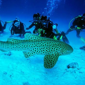 Amazing Andaman Tour Package