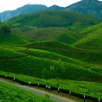 Packages in Munnar