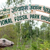 Fossil Park enrout Jabalpur - Amarkantak