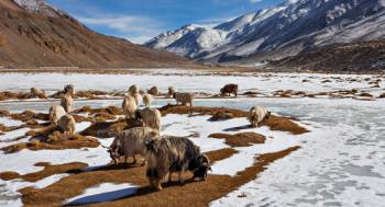 Jewels of Ladakh Trip