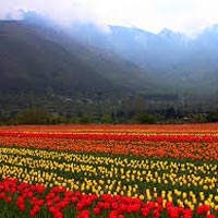 Kashmir Valley View Tour