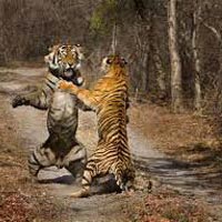 Mini Rajasthan Tour