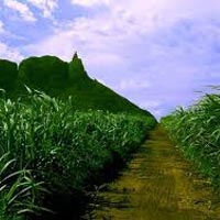 Enchanting Mauritius Tour