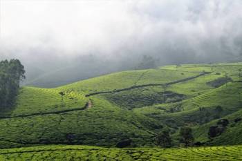Packages in Thekkady
