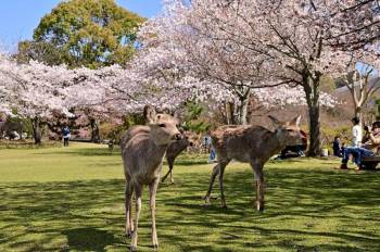 Japan 7 Nights / 8 Days Tour Package