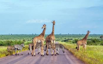 South Africa 12 Days / 11 Nights Cape Town - Garden Route - Knysna - Kruger Safari - Johanne