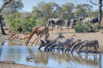 South Africa 12 Days / 11 Nights Cape Town - Garden Route - Knysna - Kruger Safari - Johanne