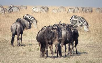 5 Nights 6 Days Kenya Safari