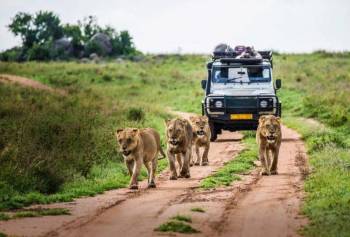5 Nights 6 Days Kenya Safari