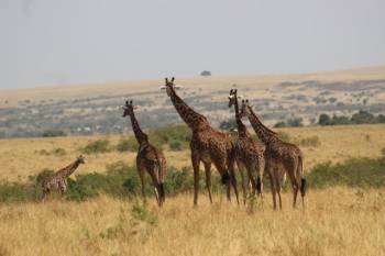 5 Nights 6 Days Kenya Safari