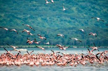 5 Nights 6 Days Kenya Safari