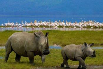 5 Nights 6 Days Kenya Safari
