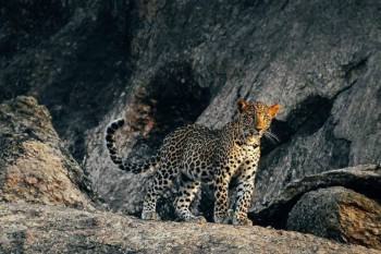 Jawai Leopard Safari Package – 3 Days, 2 Nights