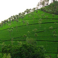 South Indian Odyssey Tour