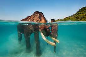 Andaman Honeymoon Tour