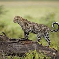 Wildlife Tour of Kenya